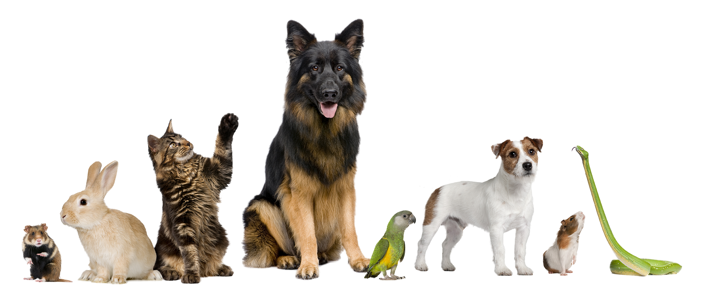 dogs, gerbils, cat, rabbit, snake and parrot lined up