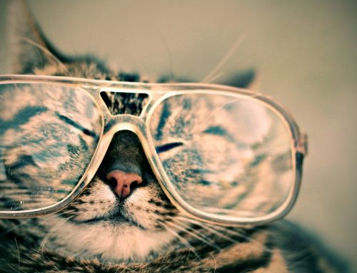 Eye Disease in Cats