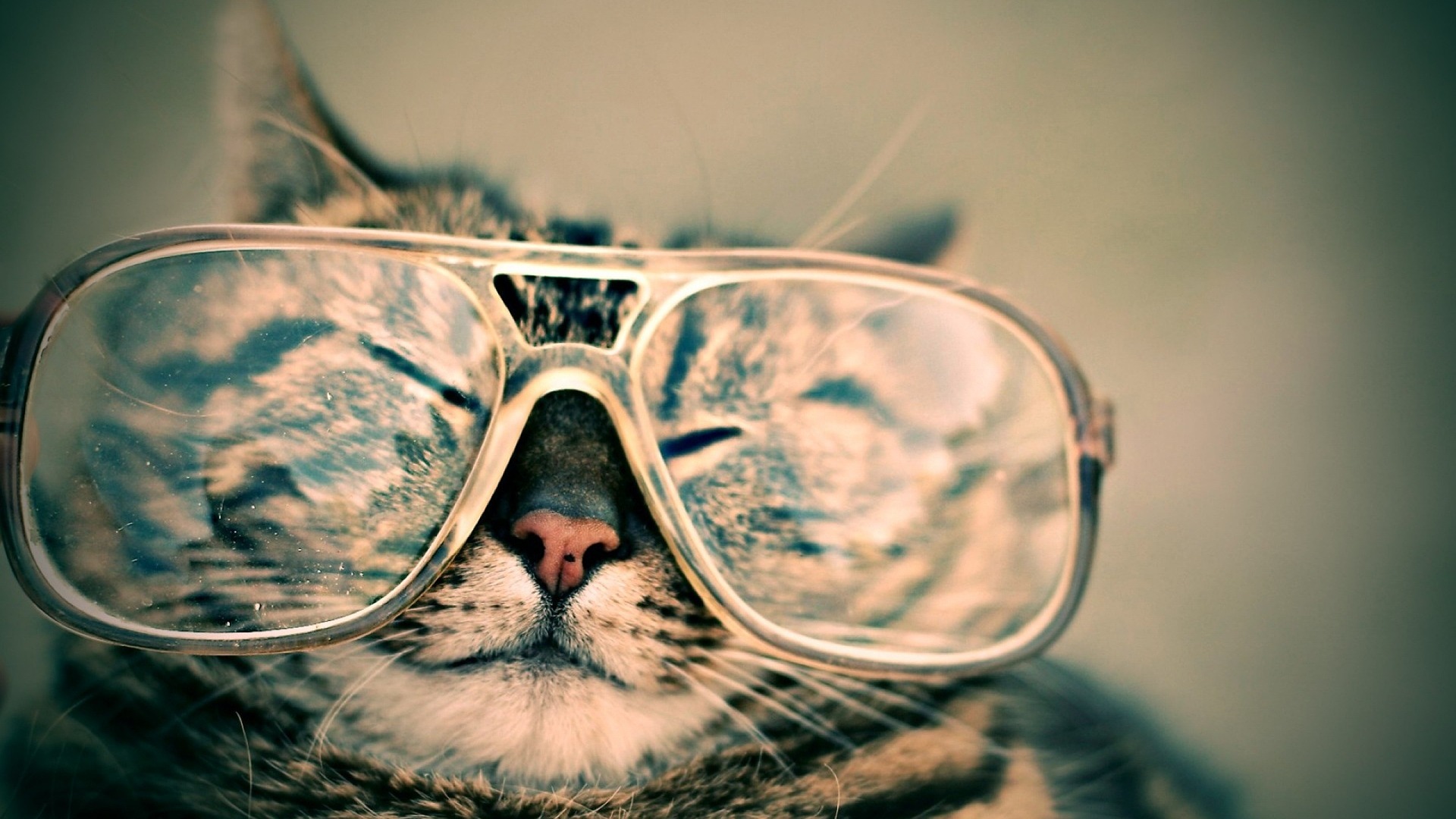 eye disease in cats